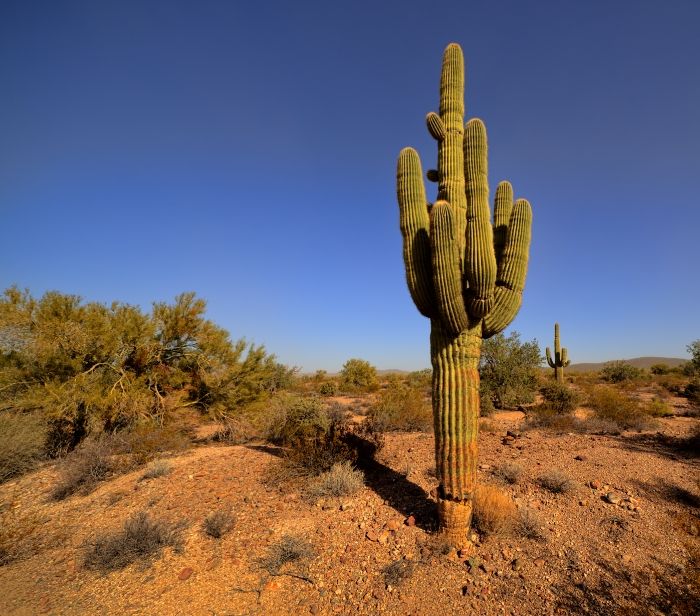 A picture of a cactus in daylight